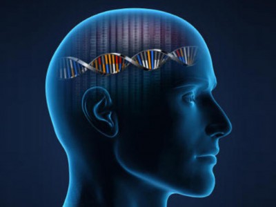 Zeka Genleri – Bilim İnsanları Zeka Genlerini Buldu