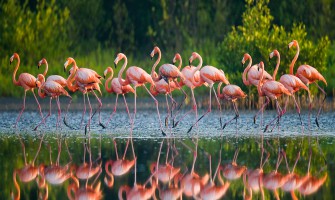Flamingo – Flamingolar Neden Tek Ayak Üstünde Duruyorlar