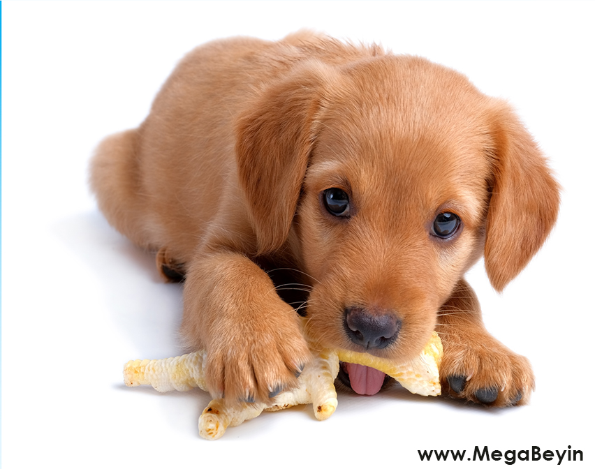 Köpek - Kemirmeyi ve Isırmayı Neden Sever