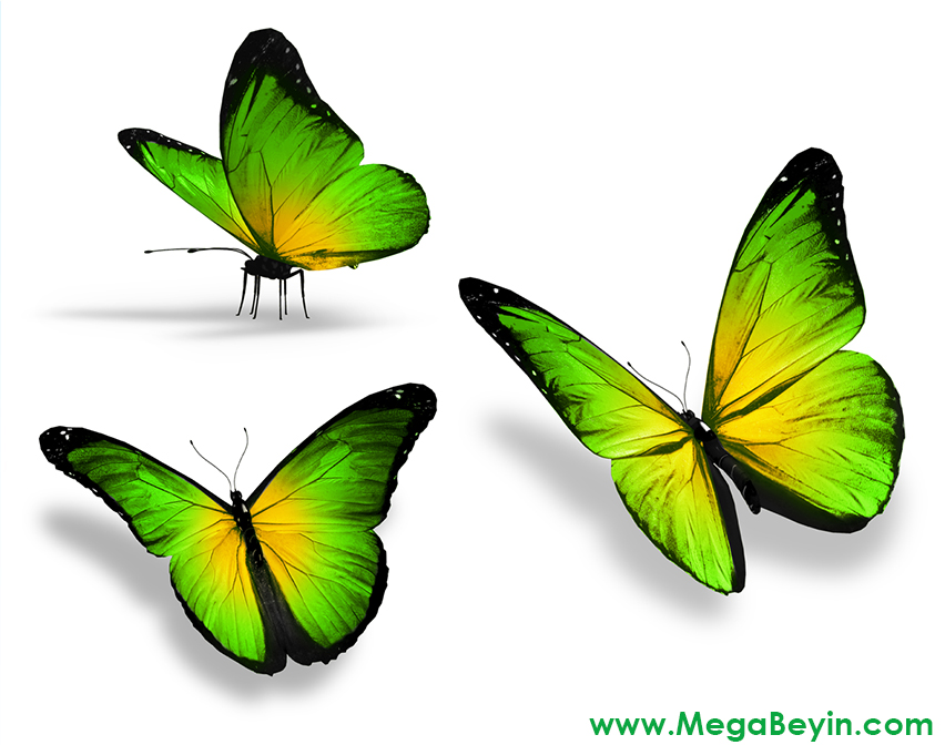 Желто зеленая бабочка. Зеленая бабочка. Желтые бабочки зеленые на белом фоне. Бабочка светло зеленая. Салатовые бабочки на белом фоне.