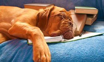Uyku ve Hızlı Öğrenme -Konsantrasyon İçin Çek Bir Uyku