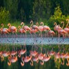 Flamingo – Flamingolar Neden Tek Ayak Üstünde Duruyorlar