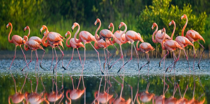 Flamingo – Flamingolar Neden Tek Ayak Üstünde Duruyorlar