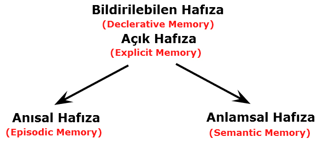 bildirilebilen hafıza - bildirimsel hafıza - anısal hafıza - semantik hafıza nedir - declerative memory