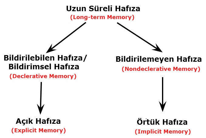 uzun süreli hafıza - declerative and nondeclerative memory