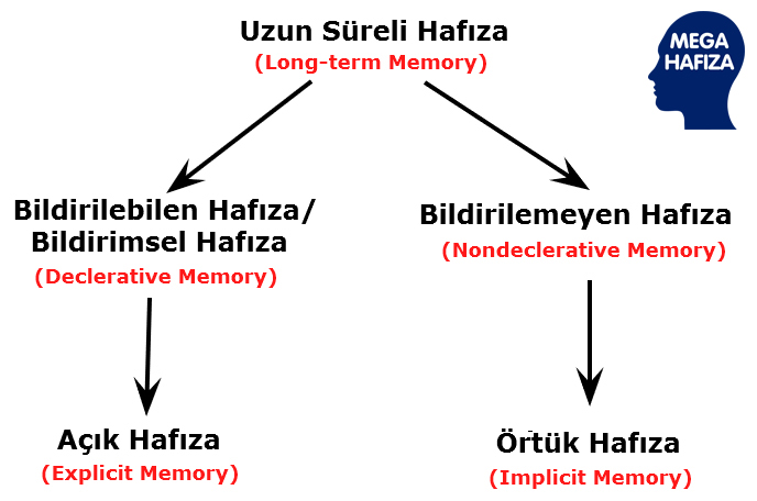 long term memory - uzun süreli hafıza