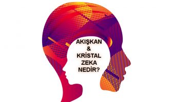 Akışkan Zeka ve Kristal Zeka Nedir?